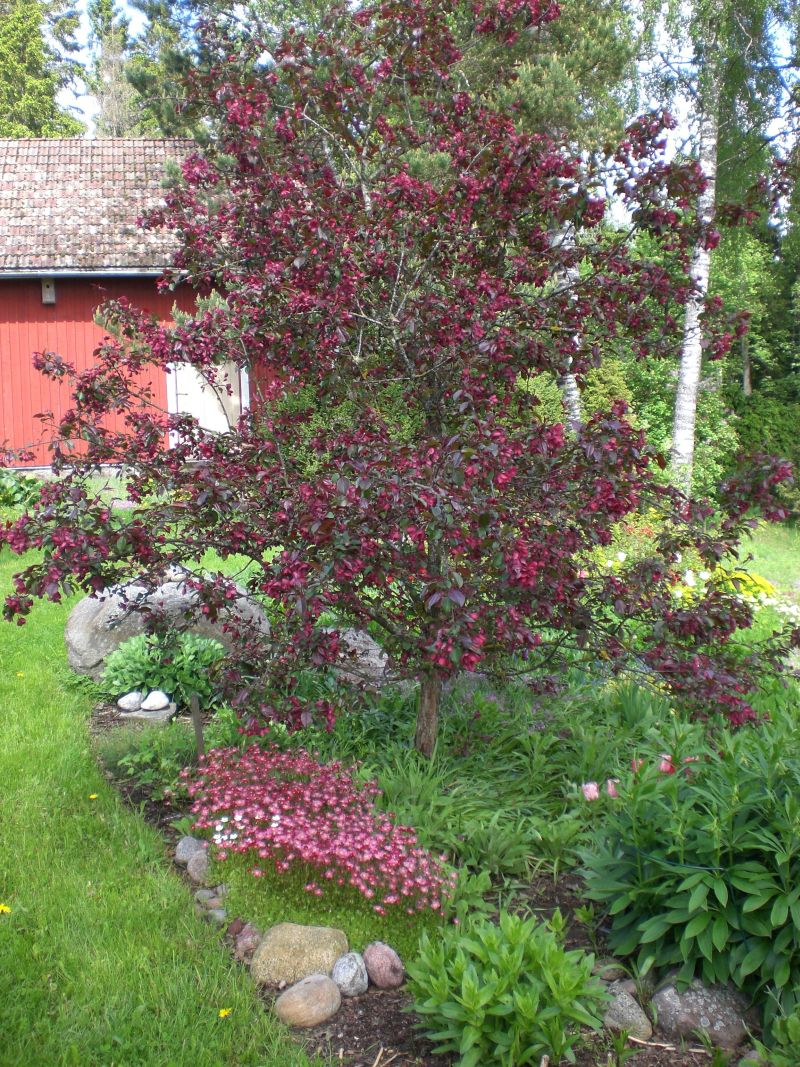 Kukka
